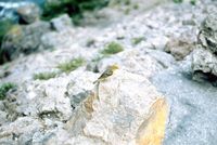 img52