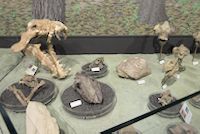 img11
