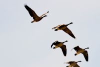 img84