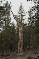 img380